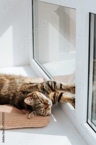a brown cat with green eyes lies on an orange pillow on the windowsill on a sunny day