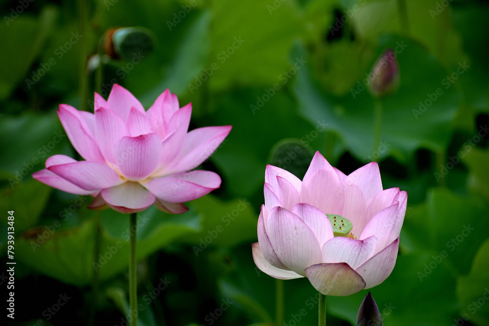 夏の朝に咲いた美しい蓮の花