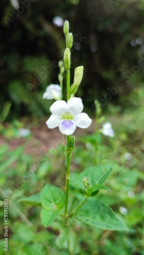 native wildflowers found in the wild © 雨 十七