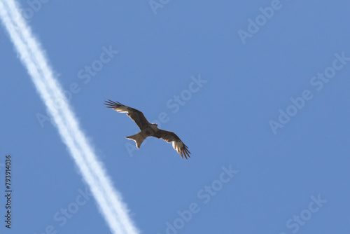 Águila imperial ibérica volando sobre estela de condensación o rastro defractario de avión (Aquila adalberti) photo