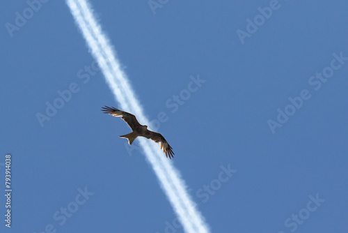 Águila imperial ibérica volando sobre estela de condensación o rastro defractario de avión (Aquila adalberti) photo