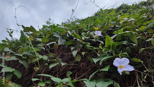 Ipomoea purpurea  Morning Glory  in light purple