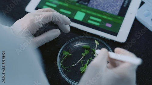 Close-up top shot of hands of unrecognizable biochemist examining green seedlings in petri dish in laboratory, next to digital tablet with microscopic image, while developing new chemical compounds photo