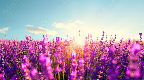 A vibrant field of lavender under a clear blue sky    interspersed with golden sunlight  providing a picturesque and beautiful background. 32k  full ultra hd  high resolution