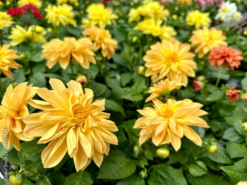 Dahlia en fleurs 