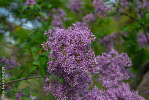 Lilac bush Spring branch of blooming lilac. Beautiful bouquet. Selective focus. Bright flowers of a spring lilac bush. Spring lilac flowers close-up. A sprig of a beautiful varietal blooming flower © Denis Chubchenko