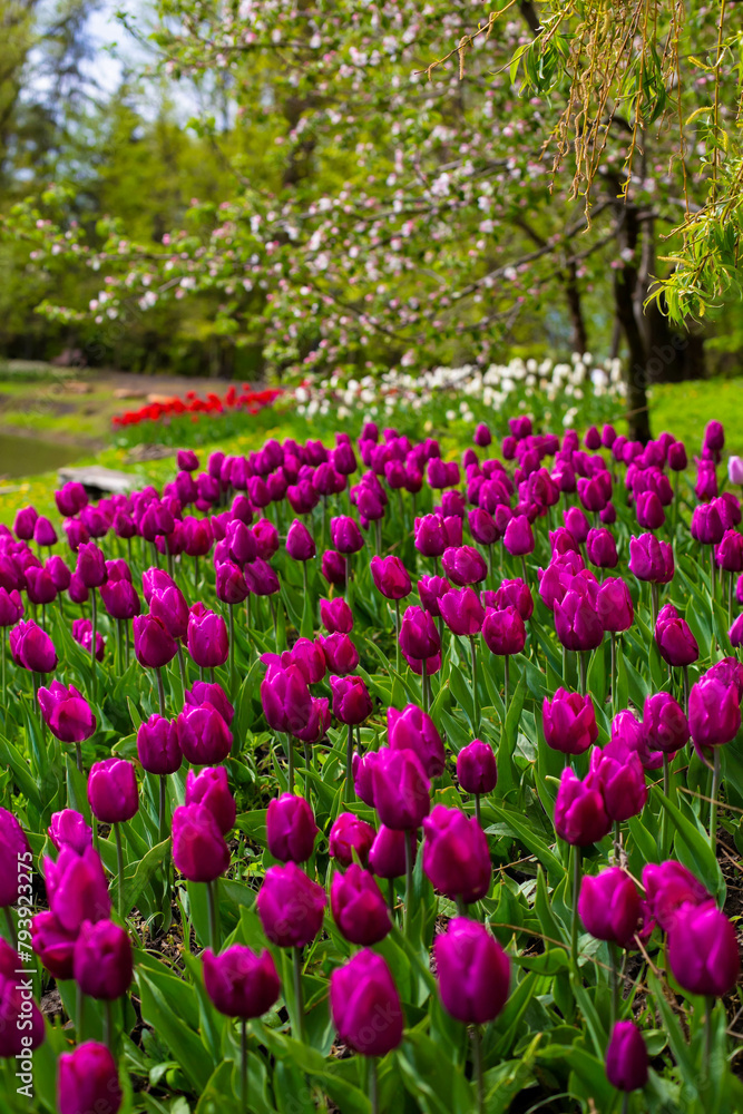 Pink and white tulips growing in nature