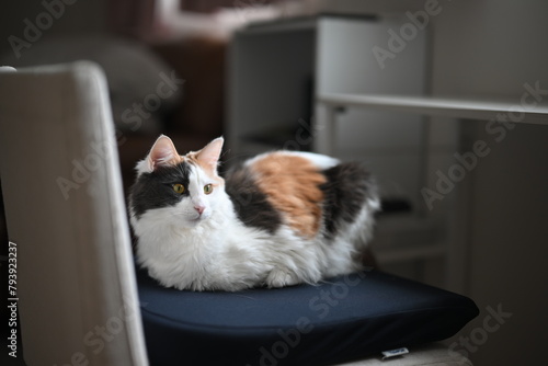 椅子の上で伏せる猫（メインクーン）