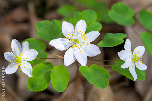 Three Blooms of a Rue Anemone Blooming  on the Forest Floor