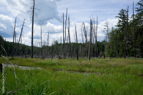 Dead trees standing in the middle of a swamp