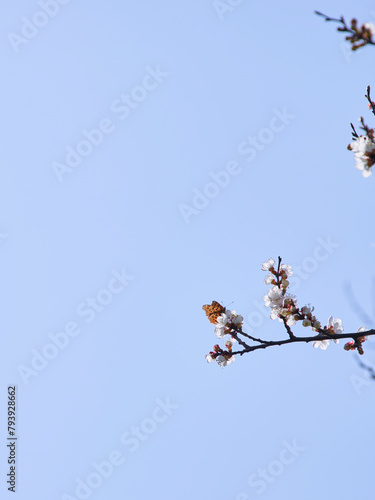 birds in flight