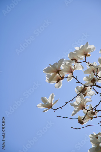 spring blossom on sky