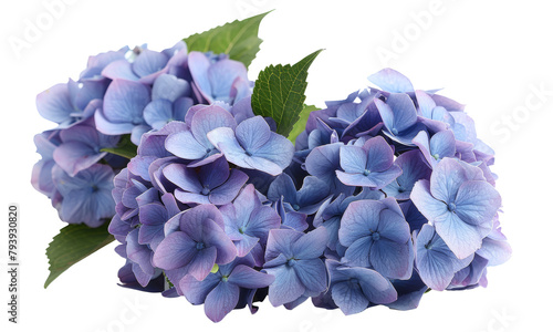 blue hydrangea  isolated on a transparent background. PNG	
