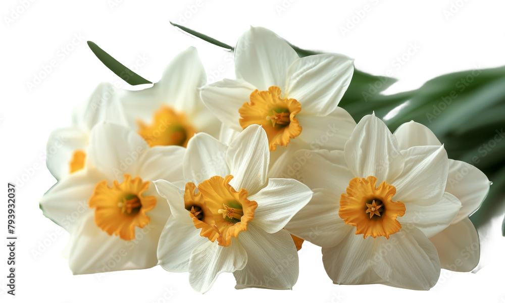 white narcissus isolated on white white narcissus isolated on white