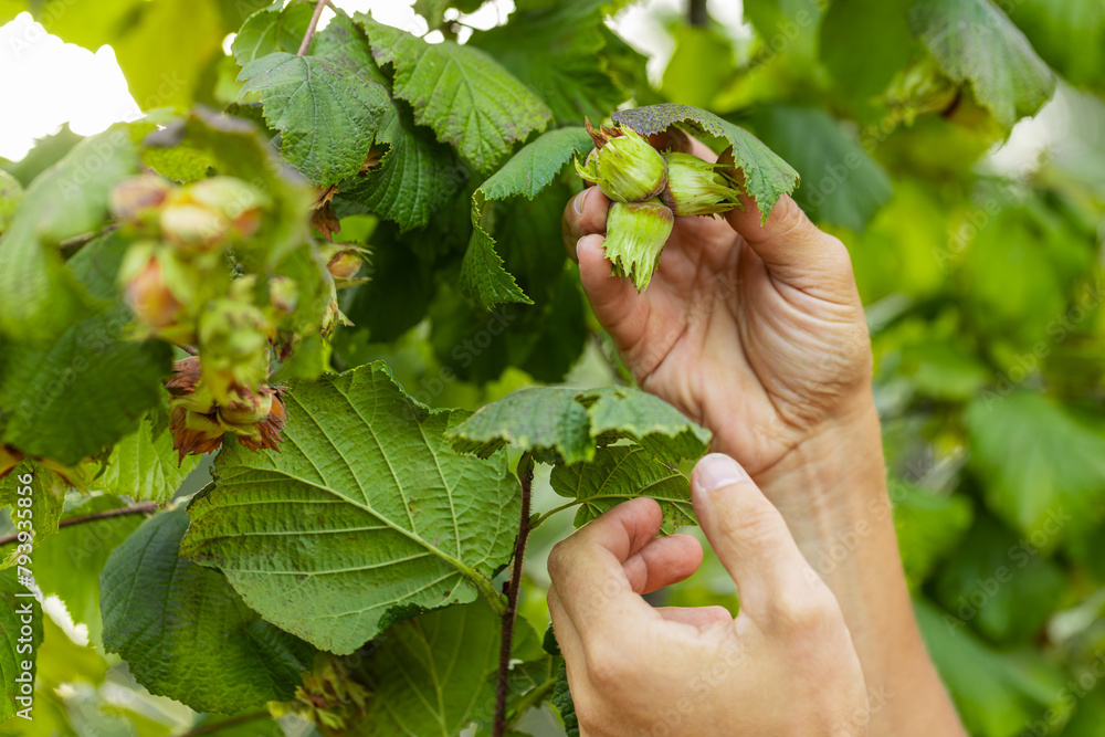 Ταπετσαρία Close-up of man farmer hands plucks collects ripe hazelnuts from a deciduous hazel tree bunch in garden