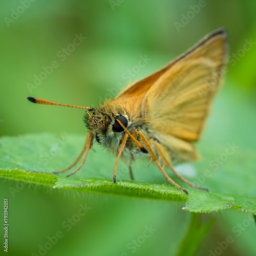 A small brown skipper butterfly rests on a green leaf in the garden © Gary Riegel