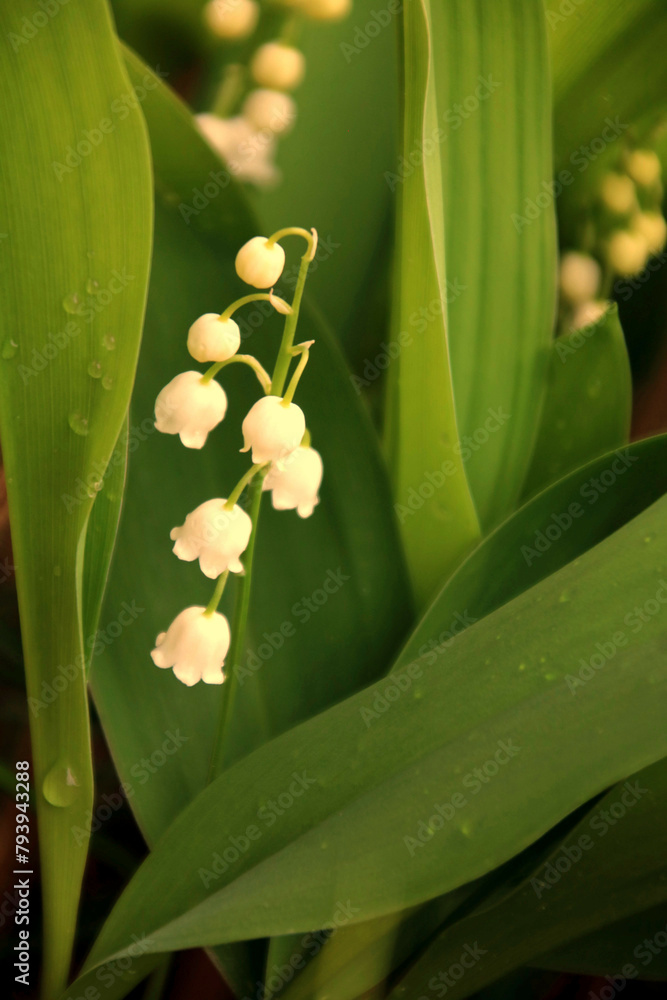 Obraz premium maiglöckchen 