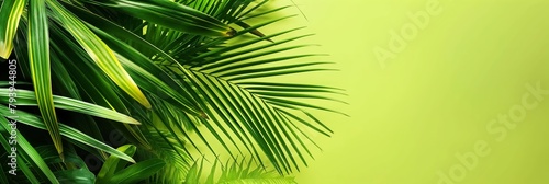 Lush green palm leaves provide a fresh  tropical backdrop symbolic of paradise  nature s beauty  and growth