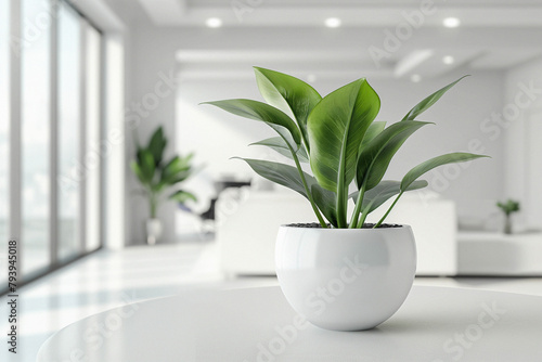 photograph of a philodendron plant in a white pot standing on a table in a modern room in white tones, realistic photo of good quality