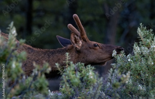 Elk Reaching