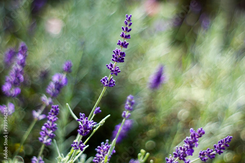 lavender flowers in a garden - soft focus