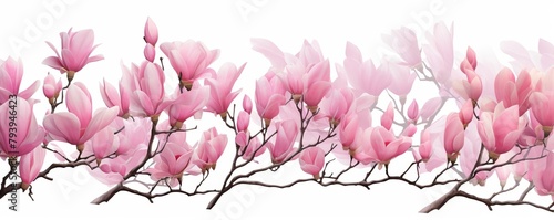 A branch of a magnolia tree with pink flowers on a white background.