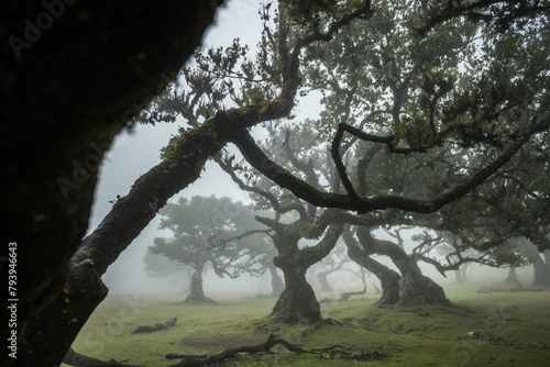 Century old Laurissilva trees in mystical foggy Fanal Forest in Madera Island, Portugal