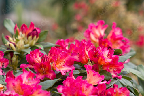 Blooming red rhododendron flowers in a garden