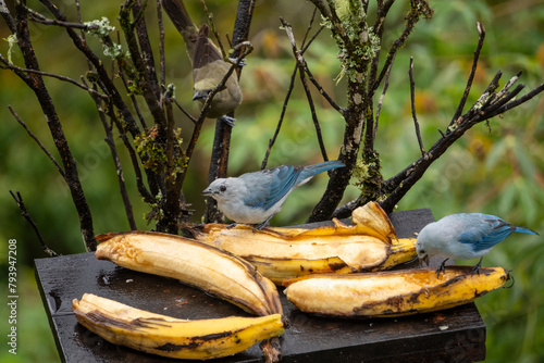 blue-grey tanager on a branch © Julie