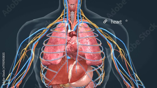 anatomy of human heart photo