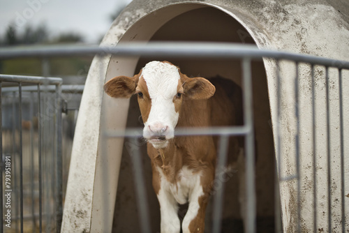 Horizontal portrait of brown and white calf, young cow, standing in a cage at a bio dairy farm looking at camera. Cattle breeding, livestock farming, dairy and meat production concept, selective focus