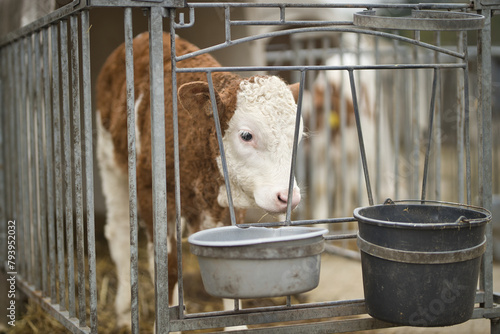 Horizontal portrait of a brown and white calf, young cow, standing in a cage at a bio dairy farm. Cattle breeding, livestock farming, dairy, meat production concept, selective focus