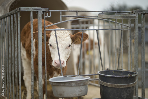 Horizontal portrait of a brown and white calf, young cow, standing in cage at a bio dairy farm looking at camera. Cattle breeding, livestock farming, dairy, meat production concept, selective focus