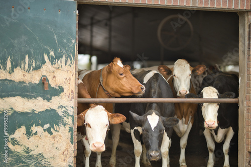 A group of cows in a cowshed, bio dairy farm, standing at the entrance and looking outside. Cattle breeding, livestock farming, dairy,  meat production concept. Horizontal, selective focus, copy space