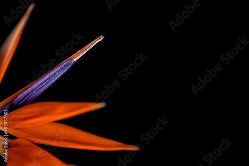 Strelitzia flower on black background