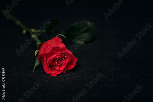 single red rose on black background