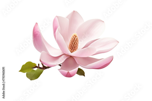 Magnolia Flower and Buds on White Background