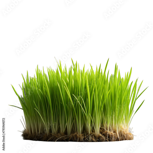 Fresh green grass with visible roots on a clear background