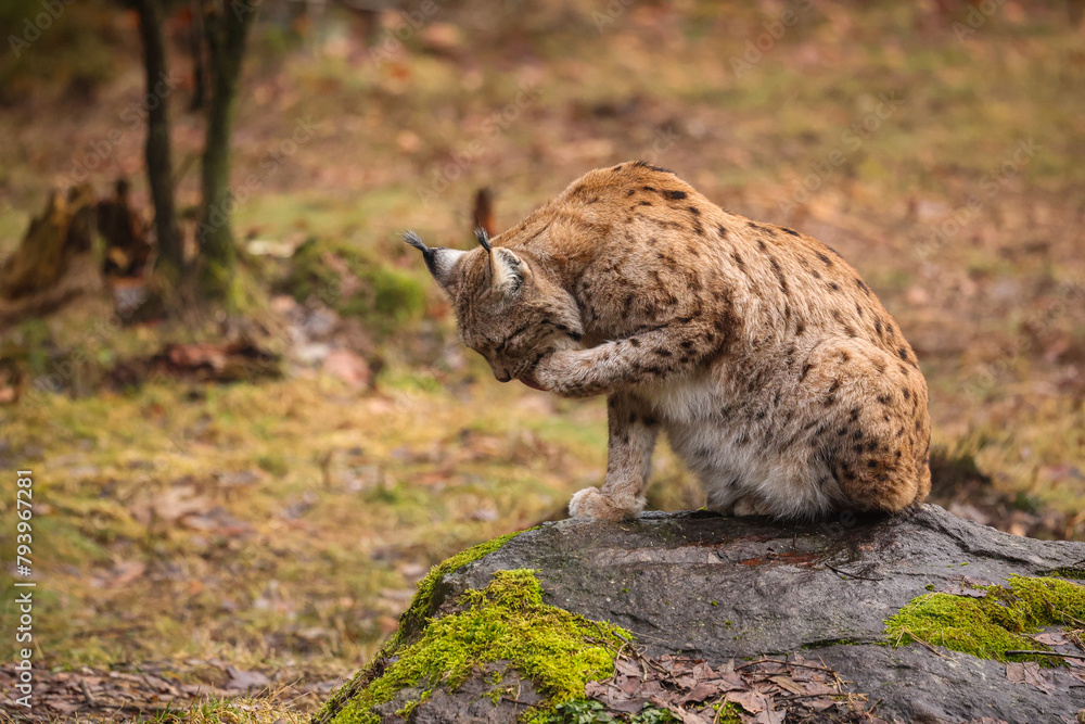 Obraz premium Eurasian lynx in the nature habitat. Beautiful and charismatic animal. Wild Europe. European wildlife. Animals in european forests. Lynx lynx.
