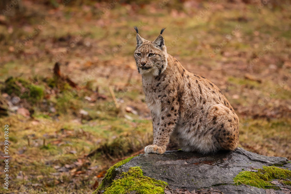 Naklejka premium Eurasian lynx in the nature habitat. Beautiful and charismatic animal. Wild Europe. European wildlife. Animals in european forests. Lynx lynx.