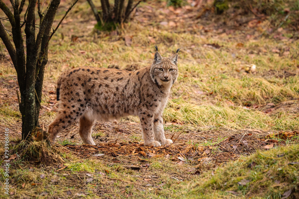 Eurasian lynx in the nature habitat. Beautiful and charismatic animal. Wild Europe. European wildlife. Animals in european forests. Lynx lynx. Eurasian lynx in the nature habitat. Beautiful and charismatic animal. Wild Europe. European wildlife. Animals in european forests. Lynx lynx.