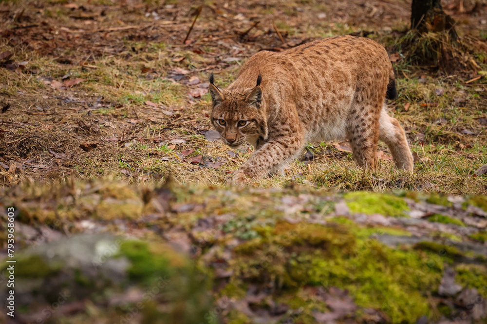 Obraz premium Eurasian lynx in the nature habitat. Beautiful and charismatic animal. Wild Europe. European wildlife. Animals in european forests. Lynx lynx.