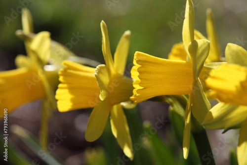 Yellow daffodil flowers on a sunny spring day in the garden.