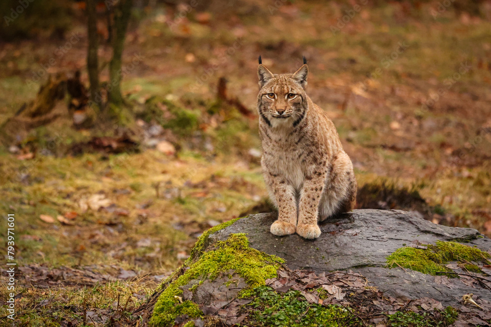Eurasian lynx in the nature habitat. Beautiful and charismatic animal. Wild Europe. European wildlife. Animals in european forests. Lynx lynx. Eurasian lynx in the nature habitat. Beautiful and charismatic animal. Wild Europe. European wildlife. Animals in european forests. Lynx lynx.