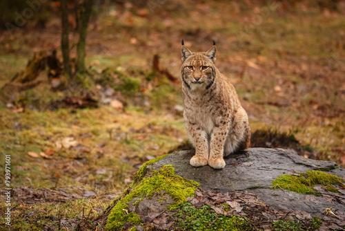 Eurasian lynx in the nature habitat. Beautiful and charismatic animal. Wild Europe. European wildlife. Animals in european forests. Lynx lynx. © photocech
