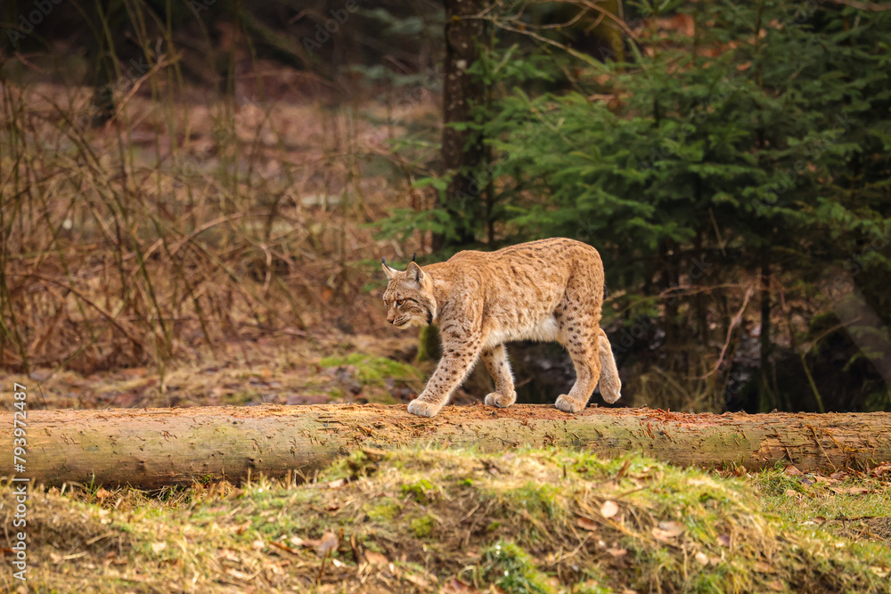 Eurasian lynx in the nature habitat. Beautiful and charismatic animal. Wild Europe. European wildlife. Animals in european forests. Lynx lynx. Eurasian lynx in the nature habitat. Beautiful and charismatic animal. Wild Europe. European wildlife. Animals in european forests. Lynx lynx.