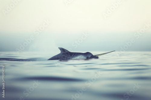 A solitary narwhal breaches the surface of the Arctic waters.