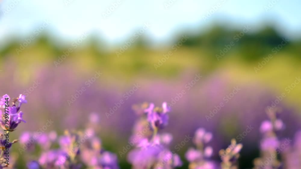lavender blooms on the field. selective focus. lavender blooms on the field. selective focus.
