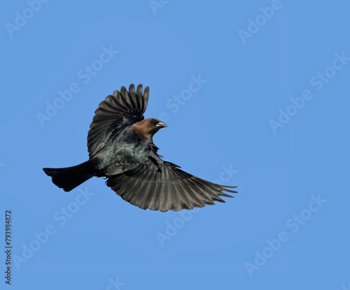 Beautiful, shiny, male Brown-headed Cowbird in flight, against clear blue sky, with copy space