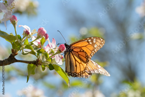 Monarch butterfly feeding on apple flowers, lit by early spring sun
